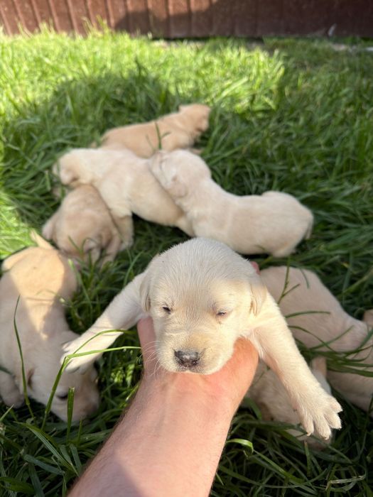Familie de labradori