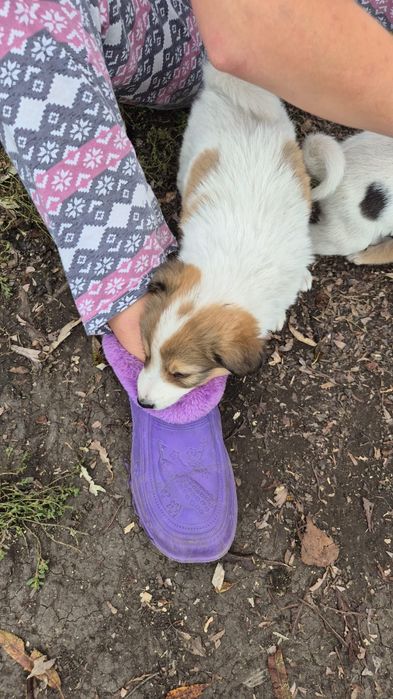 Отдам щенят бесплатно