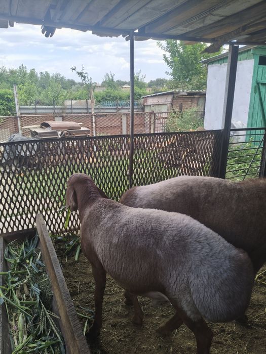 Продается кошкар