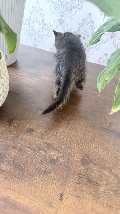 Кошка отдам в хорошие руки