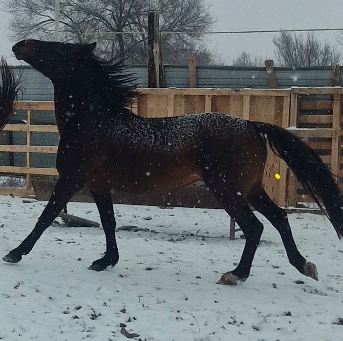 Осы 5 жасар айгыр сатылады