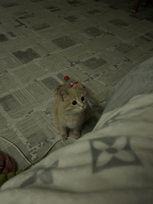 Ищет добрых хозяев