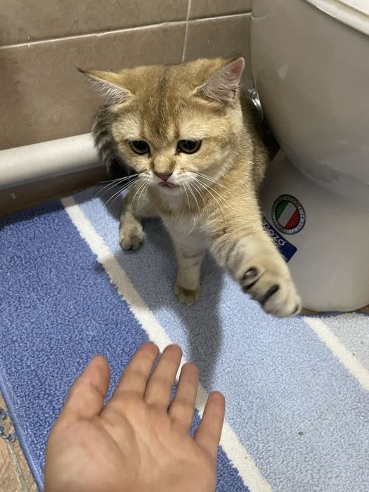 Zolotaya britanskaya shinshilla sotiladi srochna