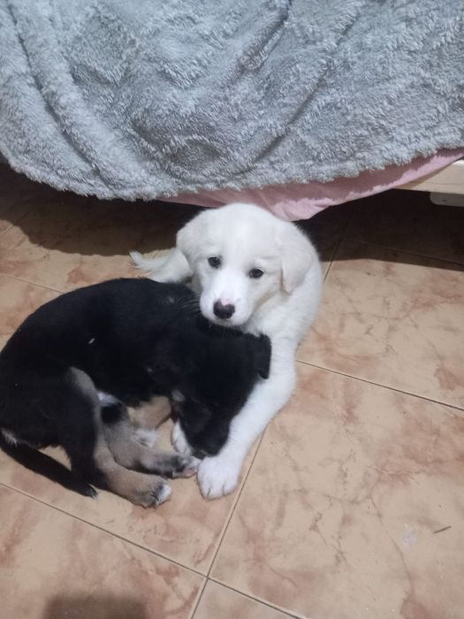 Donez catei de 3 luni