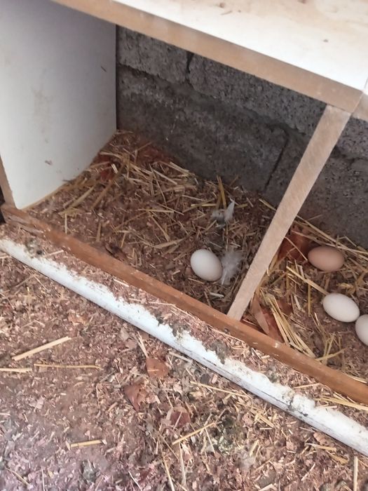 Brama Tovuq sotiladi