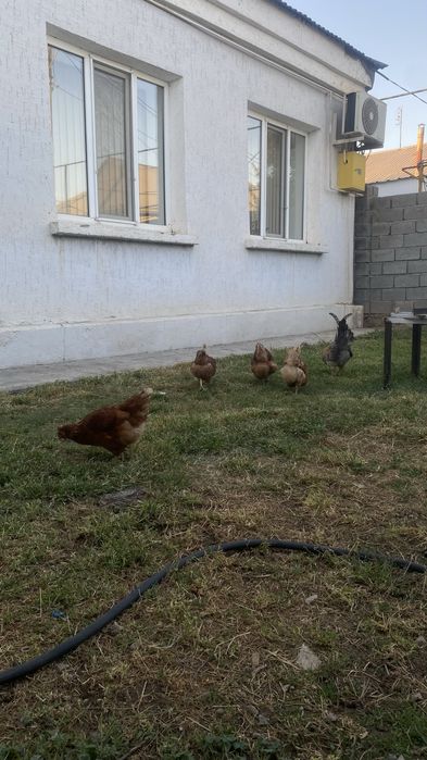 Ломан браун сатылады тауыктар