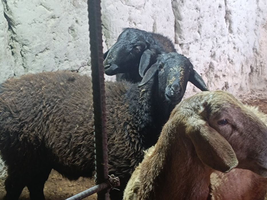 Қӯйлар сотилади 3 дона