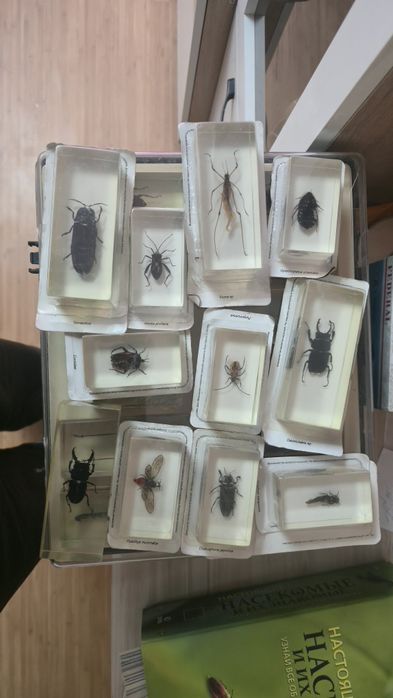 Продам коллекцию насекомых