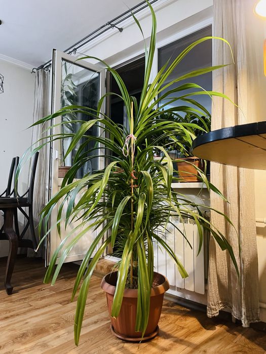 Пандаус огромный цветок