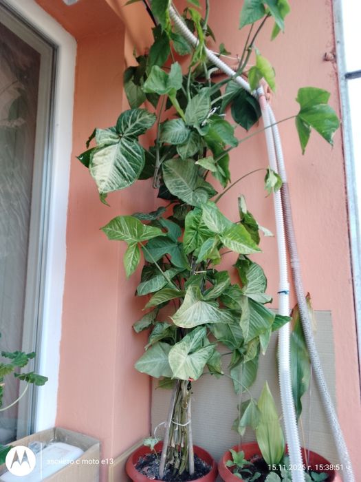 Цветя, зелени, няколкогодишни