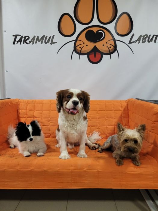 Cazare animale de companie/Hotel animale/Pet Sitter.