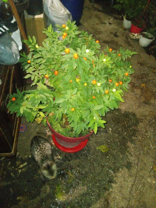 Cireasa de Ierusalim Bartoli (Solanum)