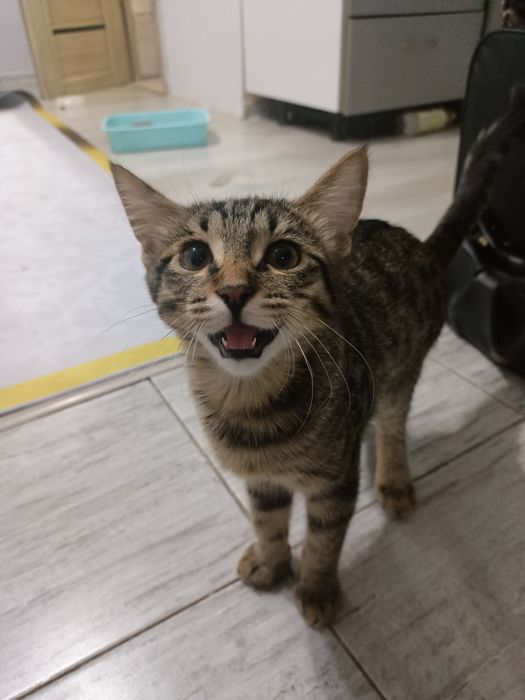 Бесплатно отдам кошки