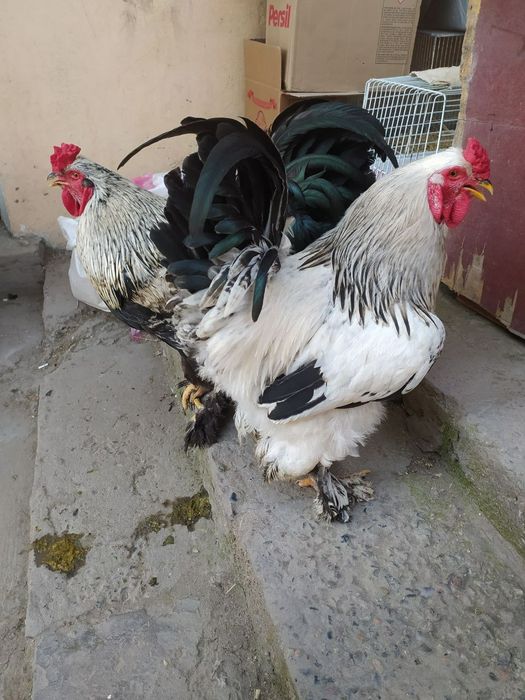 Брама питух. Brama xo'roz