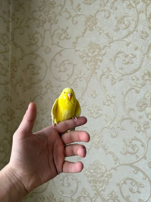 Ruchnòy valnistiy papugay