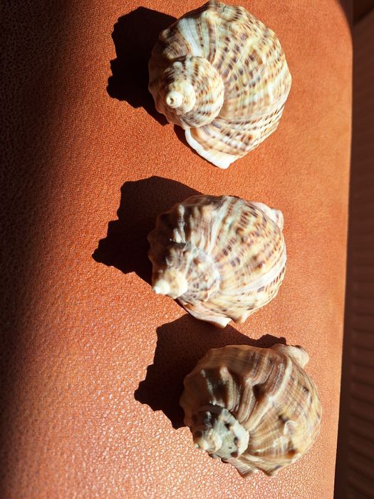 Scoici de mare naturale