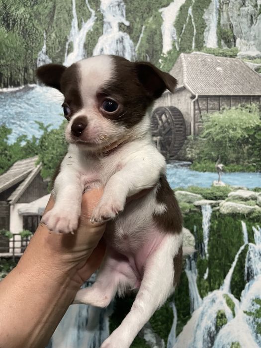 Чихуахуа щенки