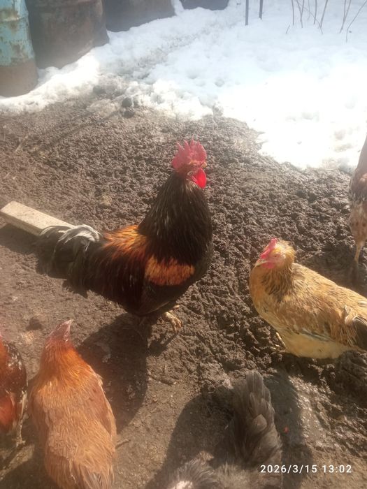 Продам молодых петухов