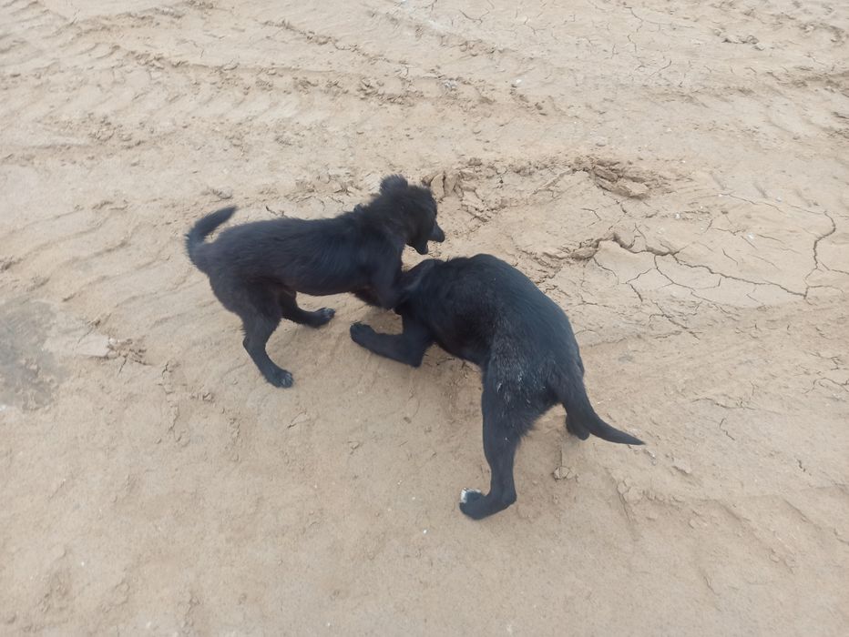 Отдам бесплатно даром 2 щенка