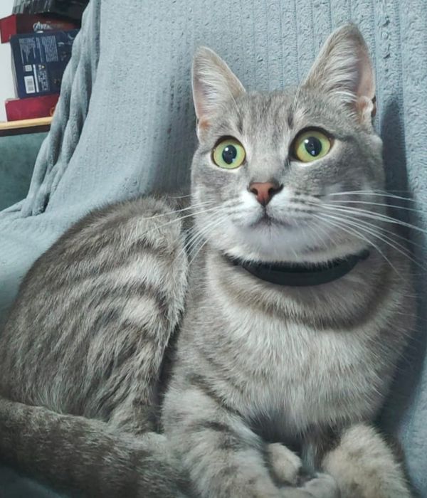 Кошечка бесплатно