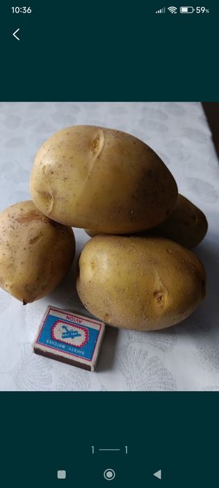 Домашний картофель