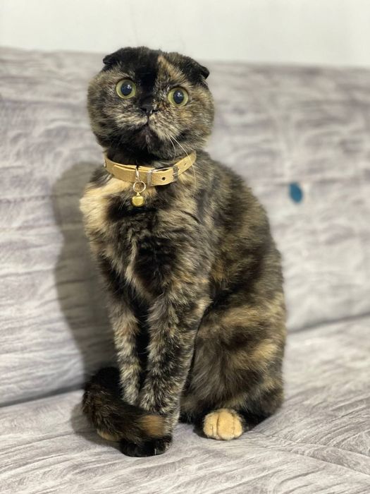 Сотилади, Продается