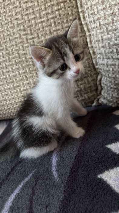 Отдам котят в добрые руки