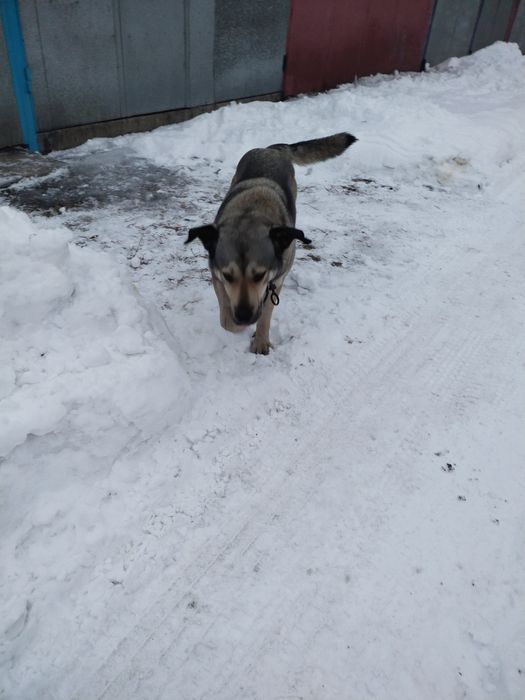 Собака ищет дом , девочка