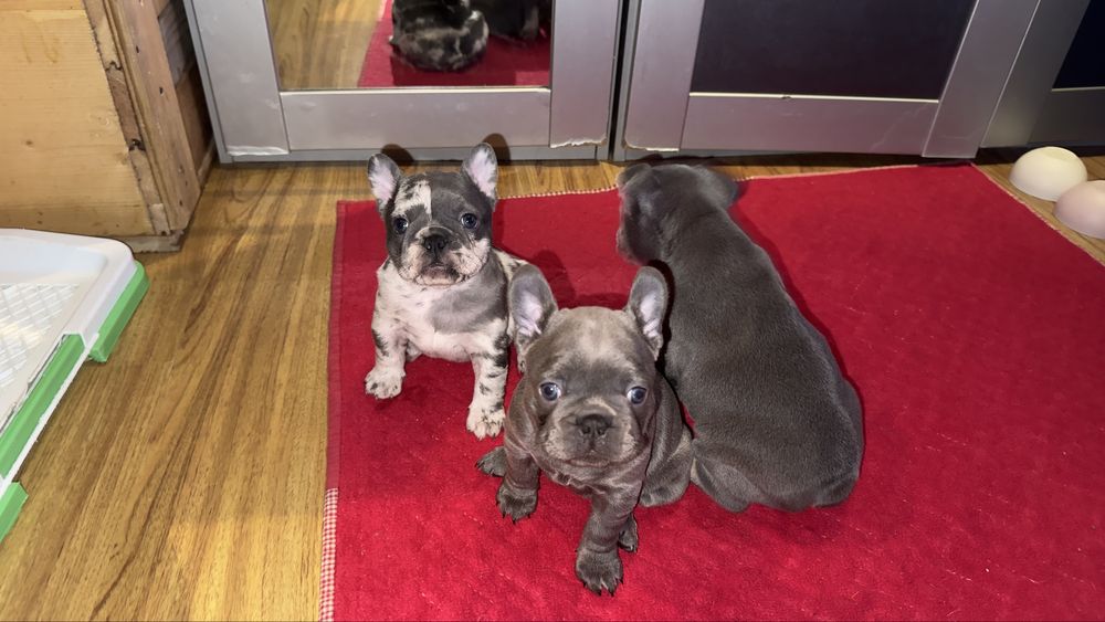 Френски булдог