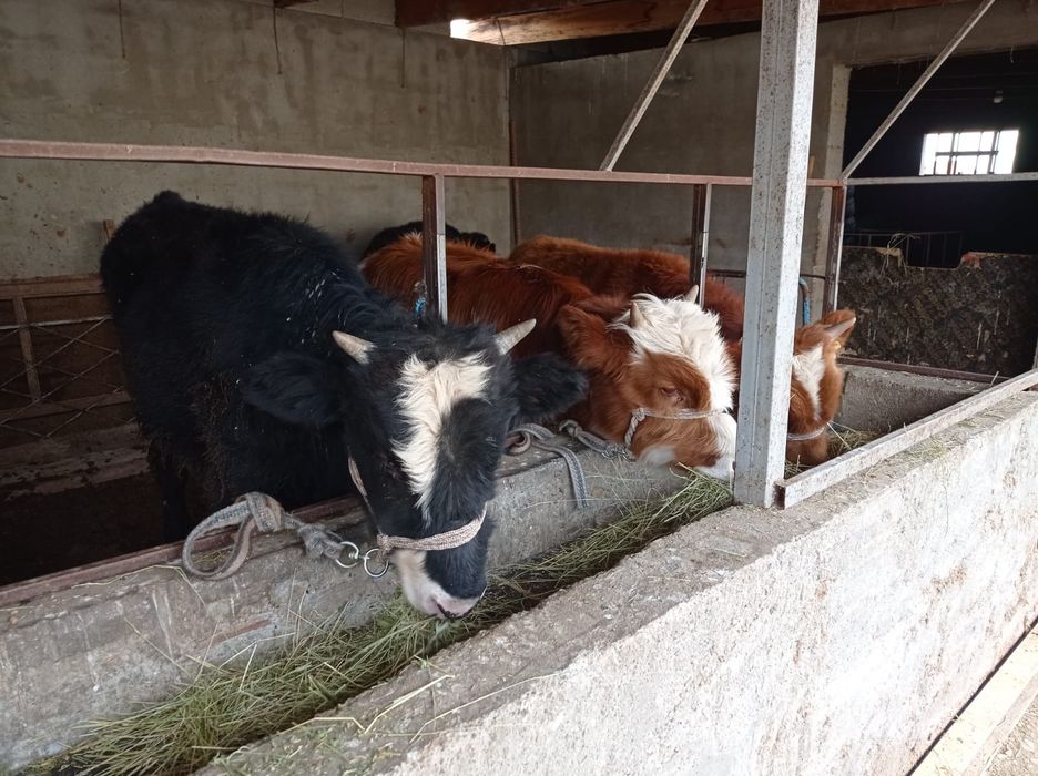 6 бас бука сатылады срочно