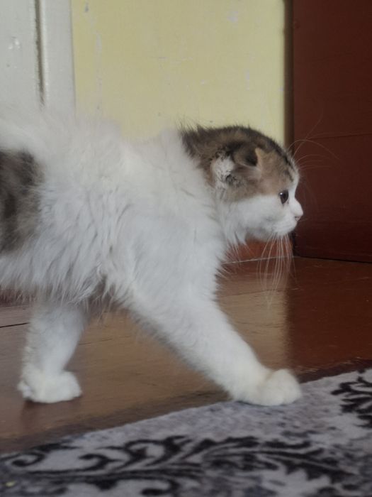 Продаётся котёнок