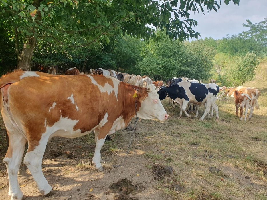 Vind vaci,viței, taurii