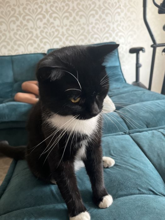 Отдам кота в хорошие руки