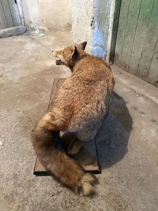 Продавам препарирана лисица