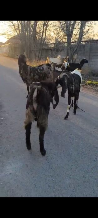 Буаз ешкілер сатылады