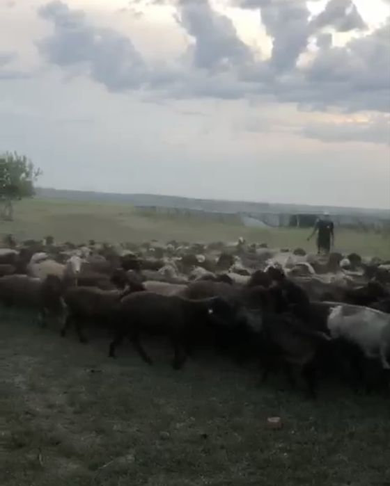 Продам охотничье хозяйство