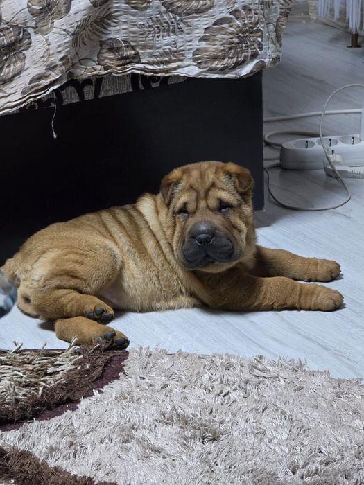 Cățelușa rasa Sharpei