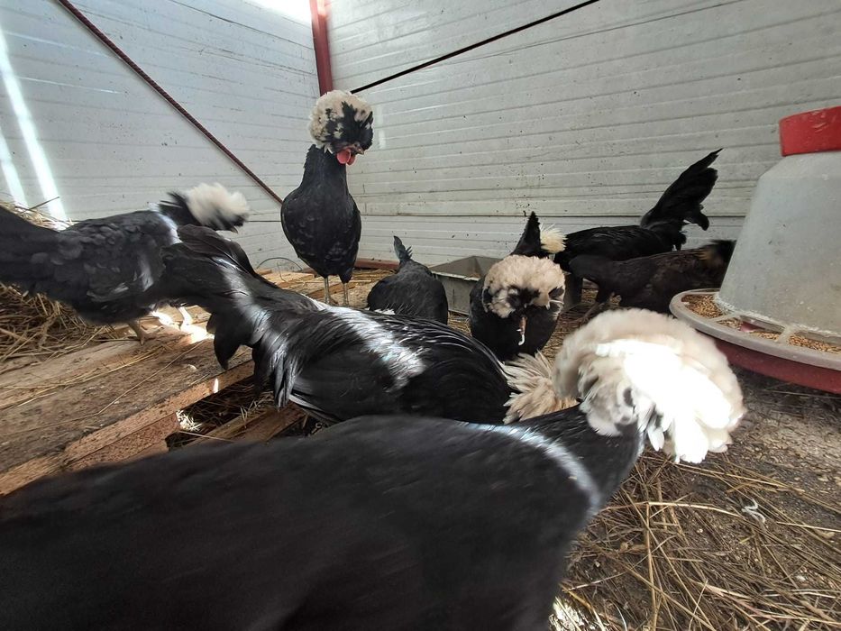 gaini motate olandeze