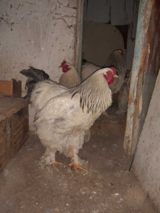 Петухи породы брама