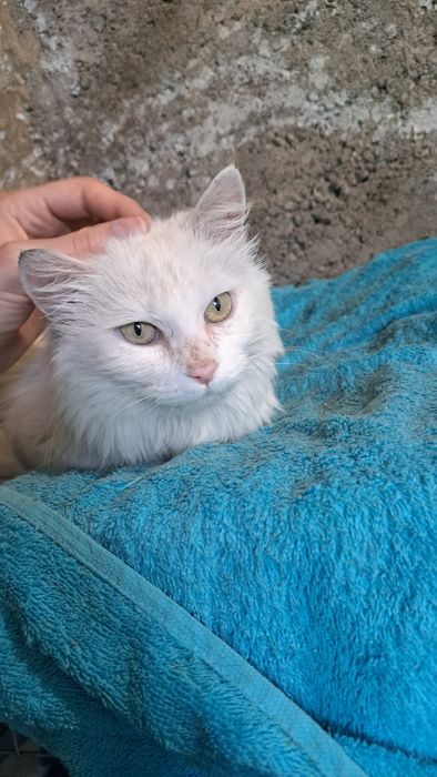 Алматы! Ищу дом кошке , отдам кошку