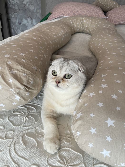 Продаётся очень красивый кот