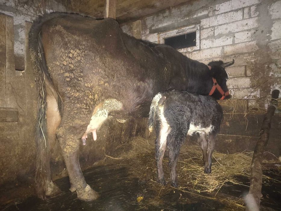 Vând vacă de 5 ani cu vițea belgiană