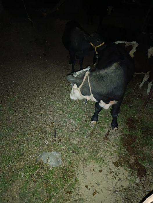 огизшелер сатылады