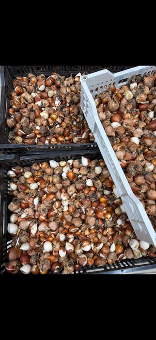 Луковицы тюльпанов