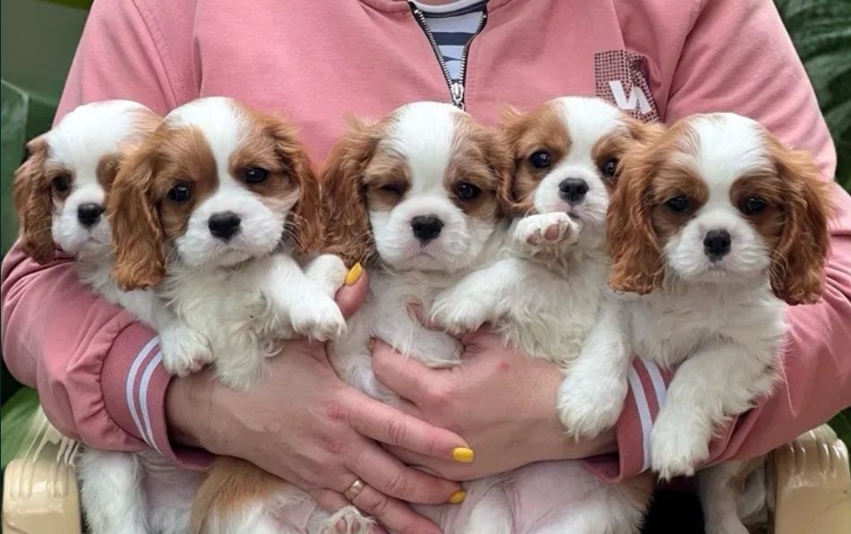 Кавалер кинг чарлз шпаньол