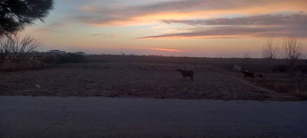 Hazorada kattej sotiladi