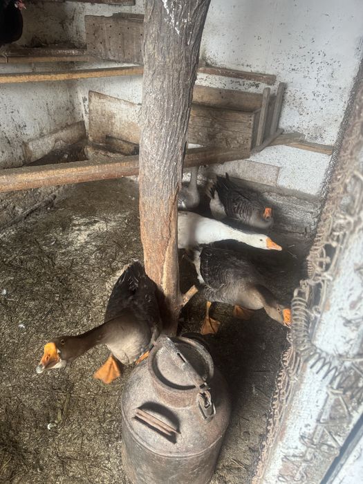 Продам гусей, гусаки