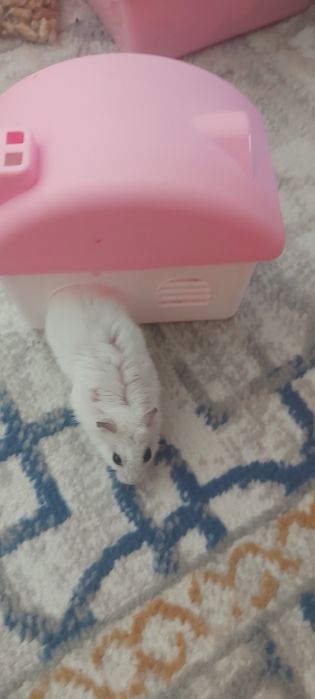 Продаётся хомяк.