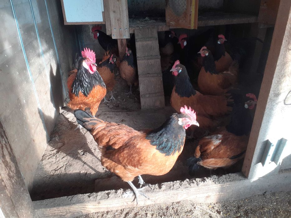 Oua de incubat Vorwerk