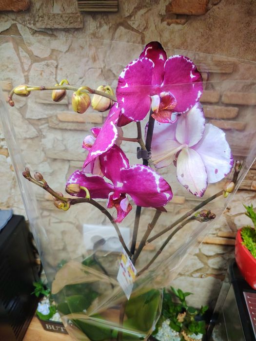 Орхидей Big Lip Голландия